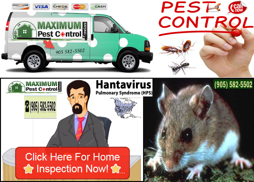 Maximum Pest Control Services | 2325 Hurontario St #396, Mississauga, ON L5A 4K4, Canada | Phone: (905) 330-2102
