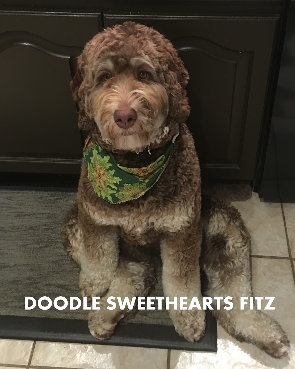 Doodle Sweethearts | 6492 Side Rd 6, Listowel, ON N4W 3G8, Canada | Phone: (519) 291-6633
