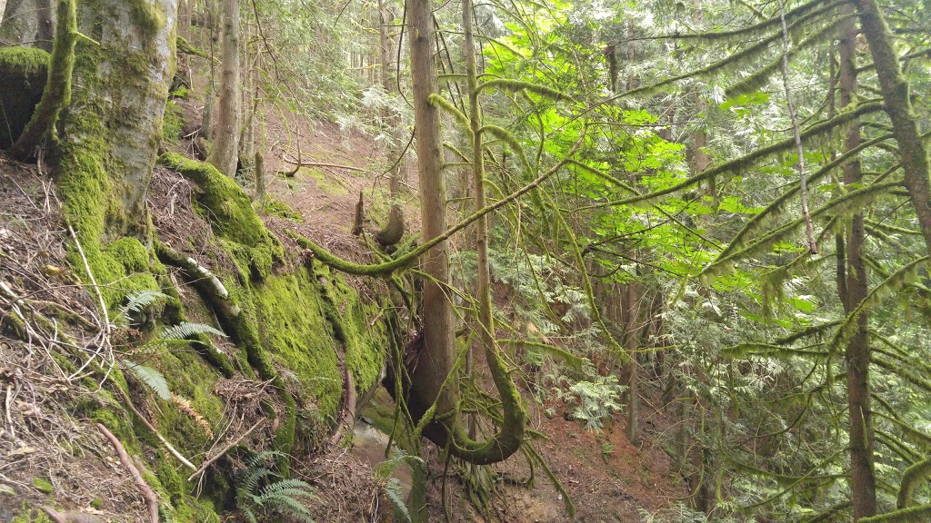 Rock Trail | 224 Cleator Rd, Bellingham, WA 98229, USA