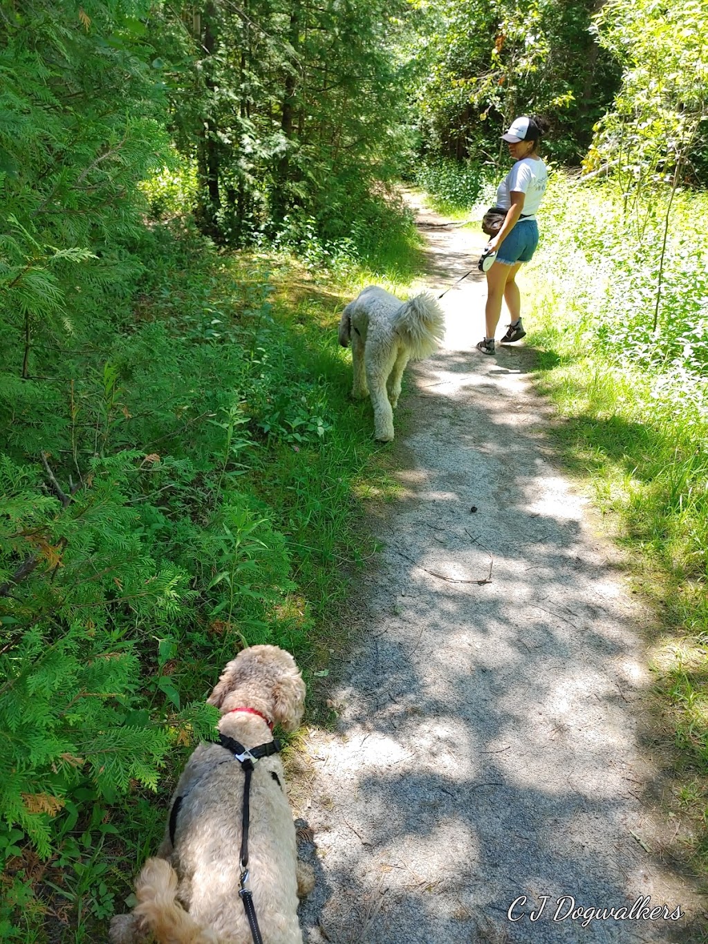 C J Dogwalkers | 77 Arlington Ave, Oshawa, ON L1G 2N5, Canada | Phone: (289) 675-1760