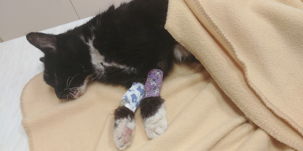 St Pierre Veterinary Hospital, Graydon Veterinary Services | 29041 Provincial Trunk Hwy 59, St-Pierre-Jolys, MB R0A 1V0, Canada | Phone: (204) 433-7956