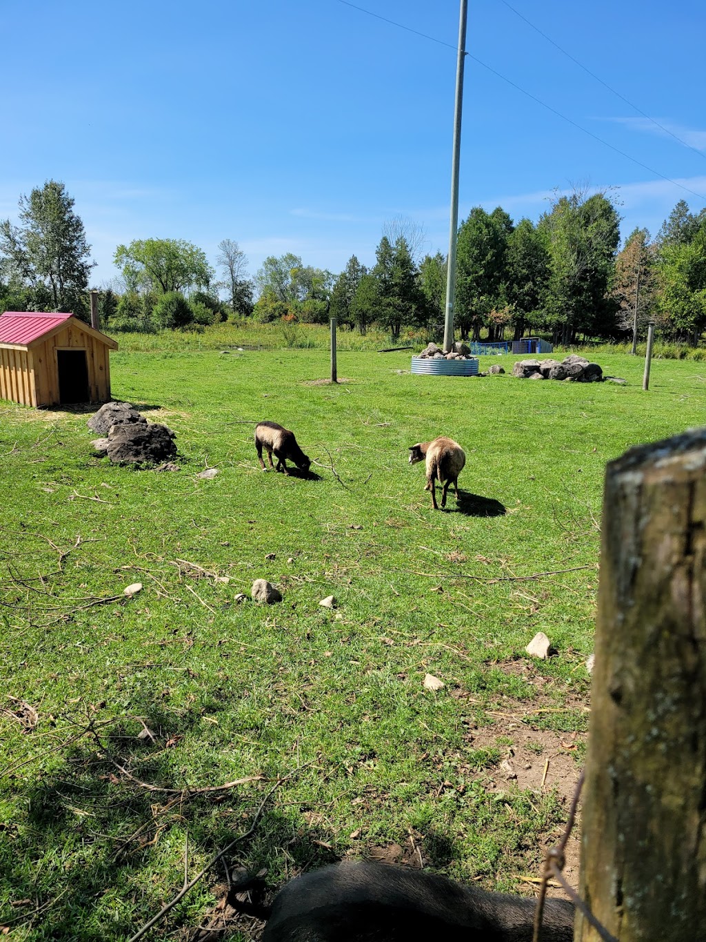 Donkey and Alpaca Experience | 136465 Grey County Rd 40, Chatsworth, ON N0H 1G0, Canada | Phone: (519) 477-0887