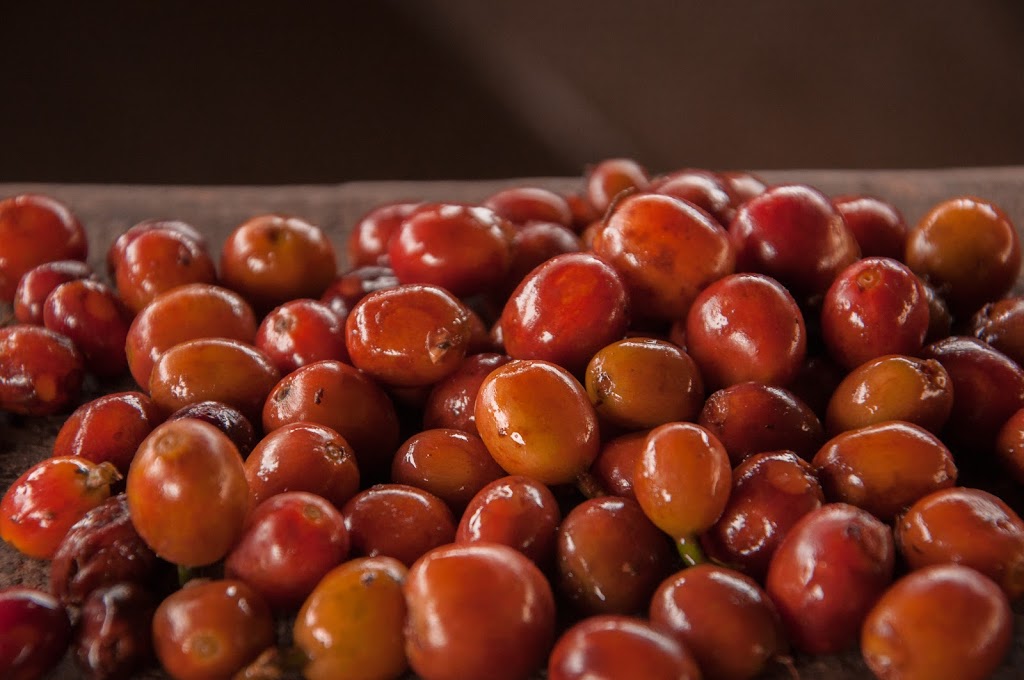 Muisca Coffee | 4502 Cokato Rd, Fernie, BC V0B 1M4, Canada | Phone: (250) 423-1356