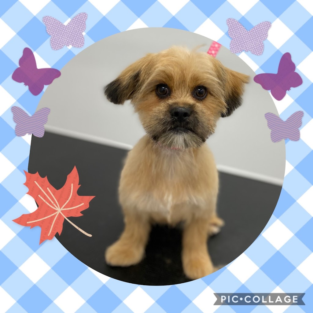 Pawllywood Pet Grooming | 1 Raymerville Dr #3a, Markham, ON L3P 5J5, Canada | Phone: (905) 209-0680
