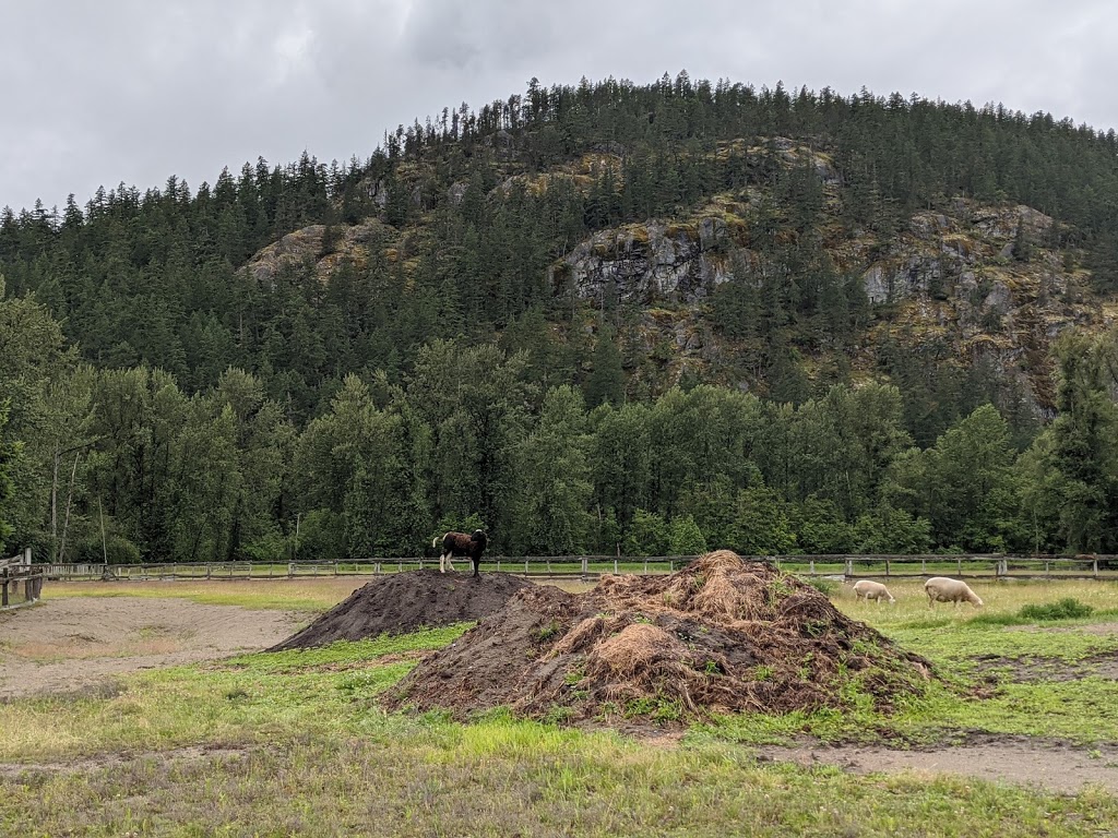 Pemberton Cattle | 7294 Clover Rd, Pemberton, BC V0N 2L1, Canada | Phone: (778) 512-4085