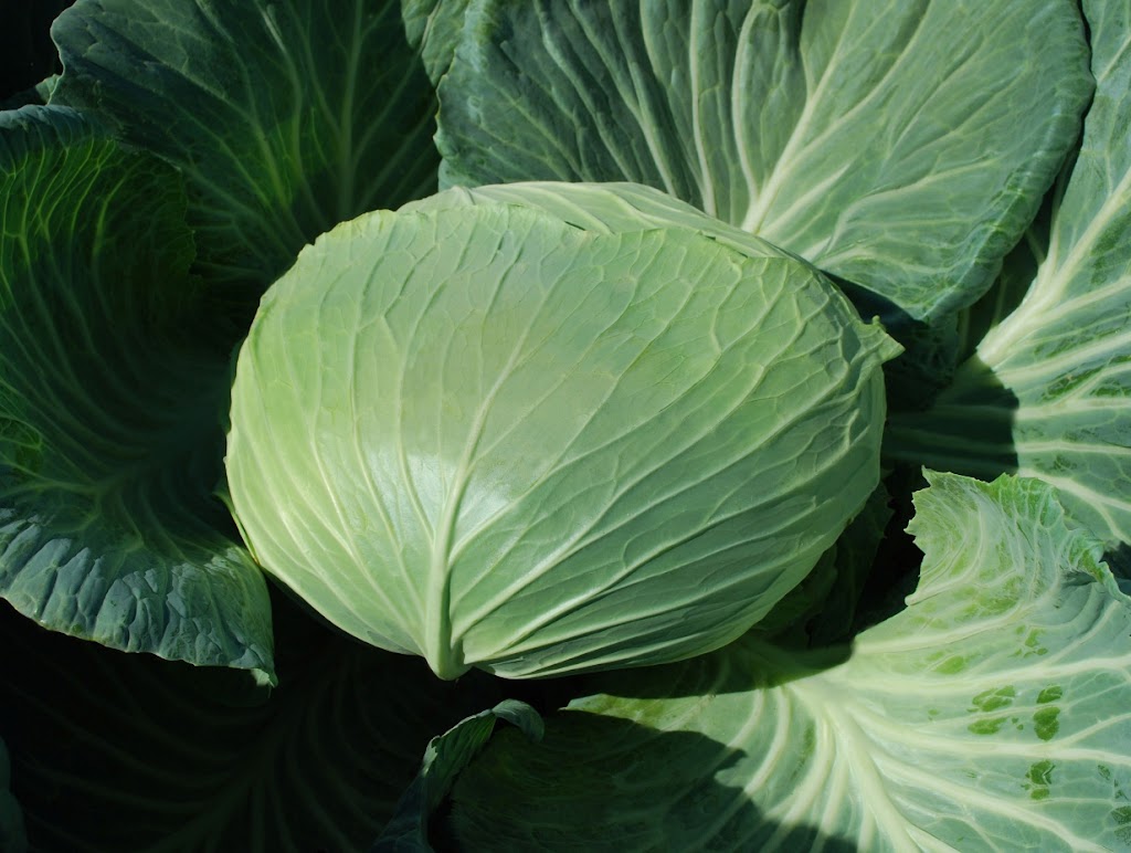 AgroHaitai Ltd. | 2764 Governors Rd, Lynden, ON L0R 1T0, Canada | Phone: (519) 647-2280