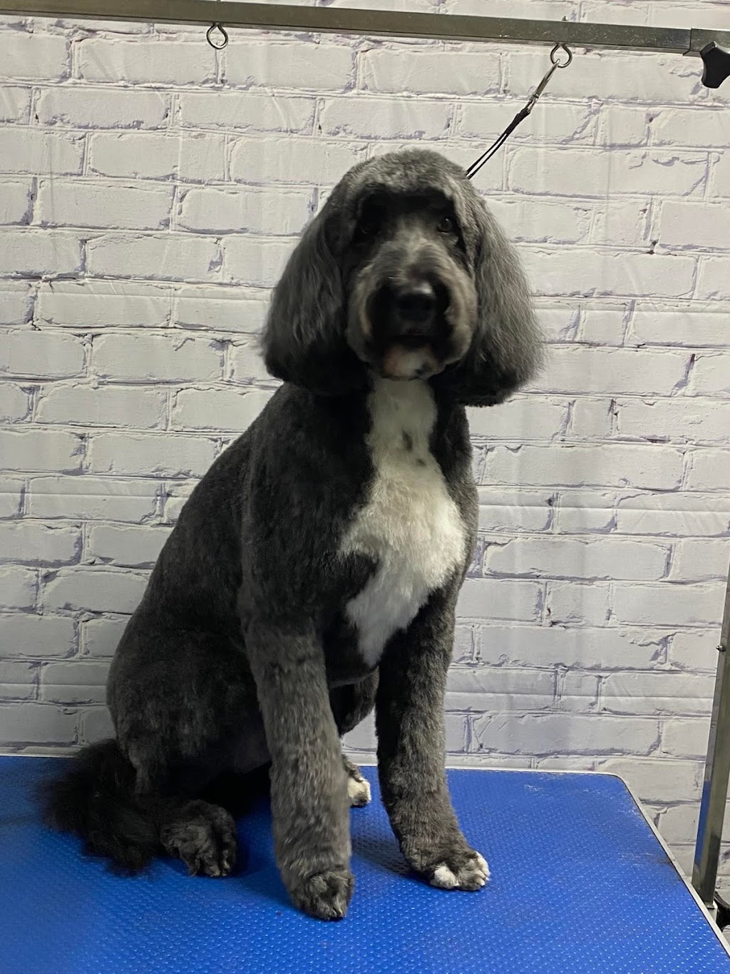 The Pet Parlour | 86 Boulder Blvd Bay 110, Stony Plain, AB T7Z 1V7, Canada | Phone: (780) 898-3720