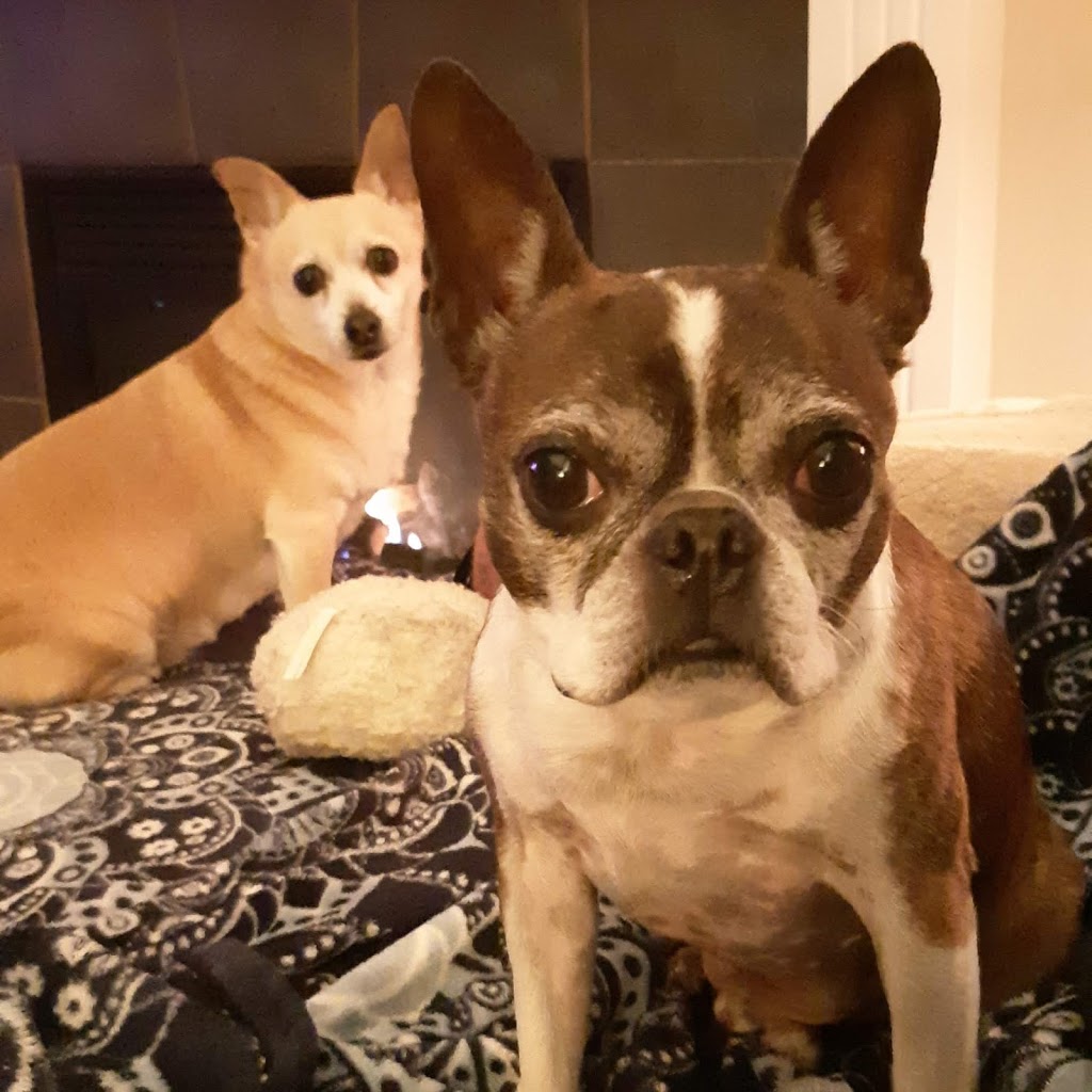 Denises Doggy Den & Walking Service | 991 Wild Pond Ln, Victoria, BC V9C 4M7, Canada | Phone: (250) 812-5339
