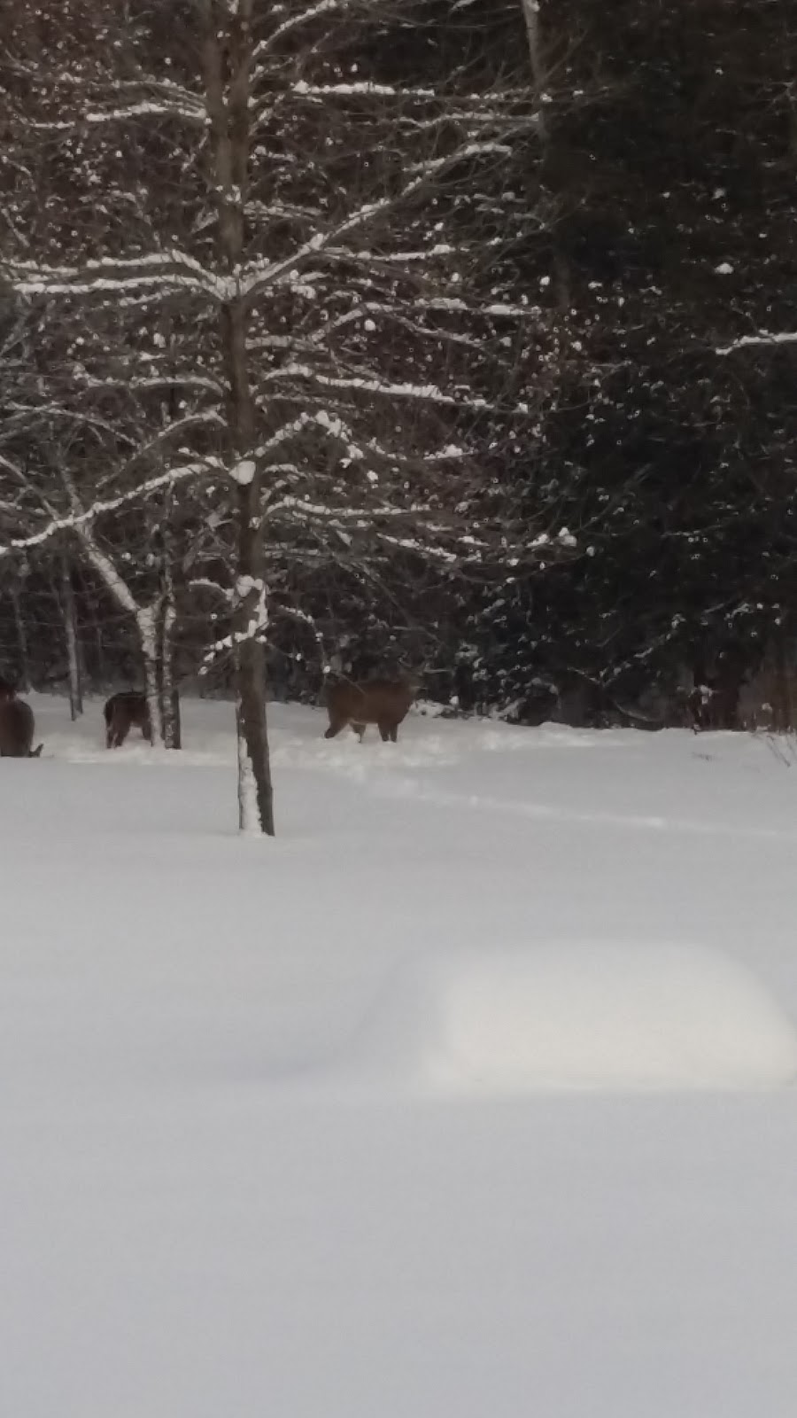 Spirithands Photography | Cedar Lane Rd, Orillia, ON L3V 6H6, Canada | Phone: (705) 323-7540