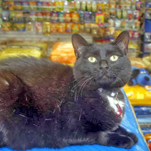 Global Pet Foods | Westphal Plaza, 100 Main St, Dartmouth, NS B2X 1R5, Canada | Phone: (902) 434-8361