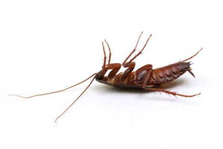 Xterminate Pest Control | 22 Allenhead Crescent, Brampton, ON L6Z 4H4, Canada | Phone: (416) 708-2248