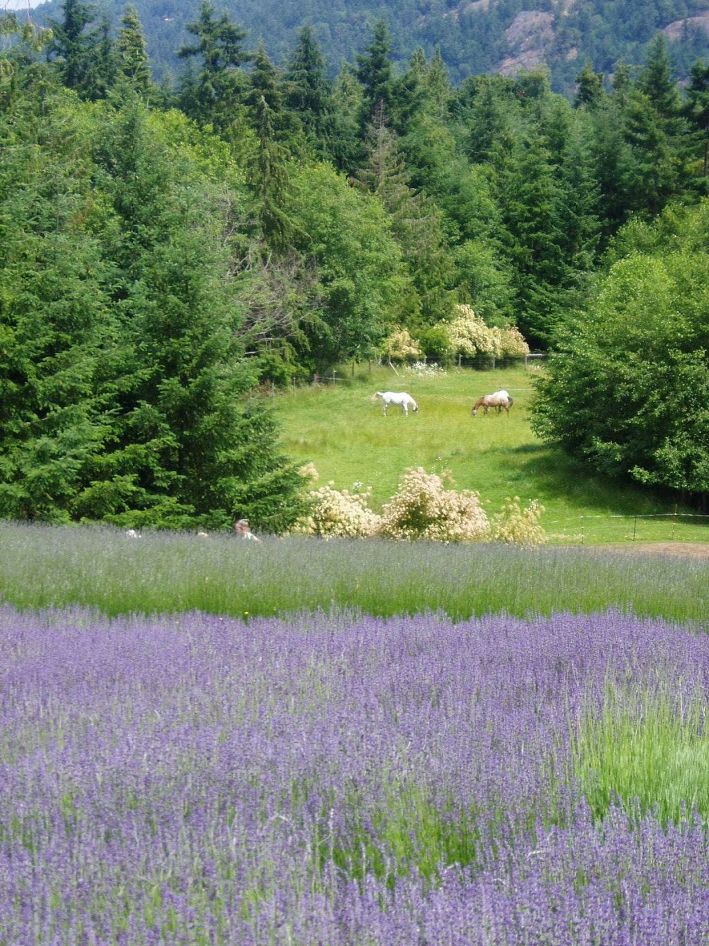 Sacred Mountain Lavender | 401 Musgrave Rd, Salt Spring Island, BC V8K 1V5, Canada | Phone: (250) 653-2315