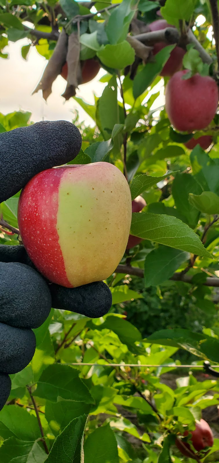 Shuh Orchards Apple Stand | 6515 Line 86, West Montrose, ON N0B 2V0, Canada | Phone: (519) 497-2204