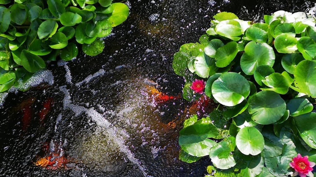 Pondcare.ca | 15447 80A Ave, Surrey, BC V3S 7X7, Canada | Phone: (604) 808-3908