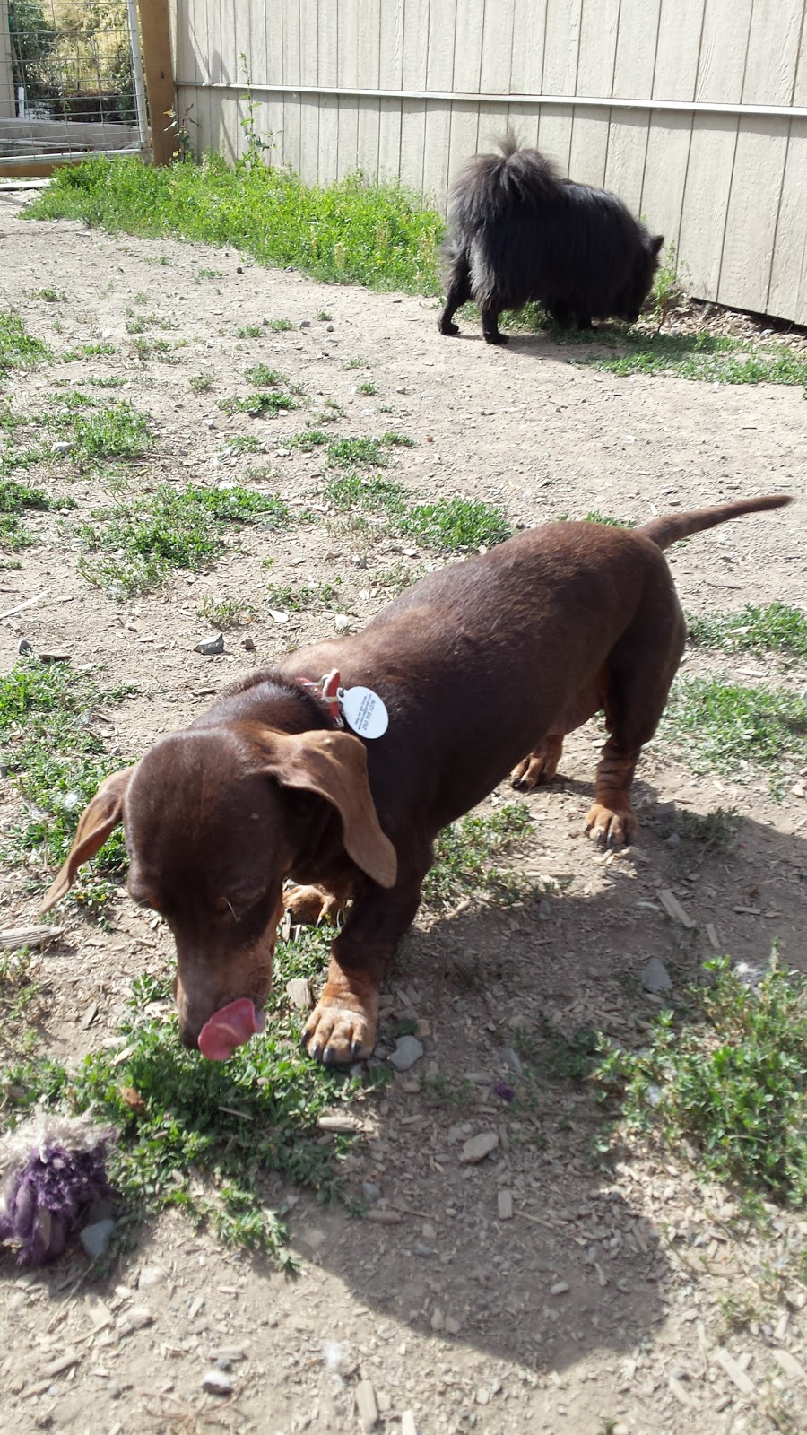 Angels Animal Rescue Society | 2460 Torgerson Rd, Merritt, BC V1K 1B8, Canada | Phone: (250) 378-5223