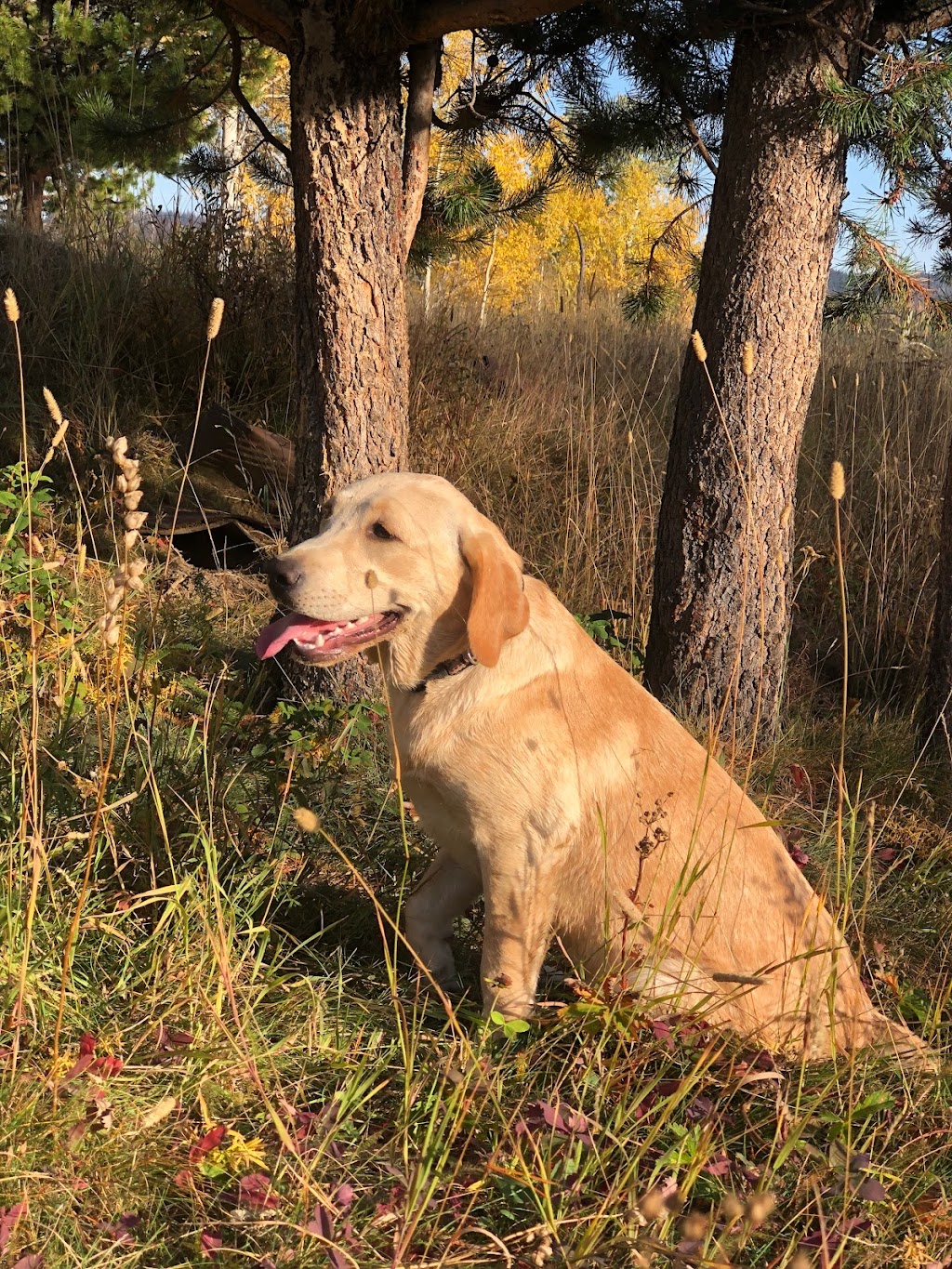 Tranquille Creek Labradors and Doodles | 10063 Tranquille-Criss Creek Road, Kamloops, BC V0K 2J0, Canada | Phone: (604) 996-4751
