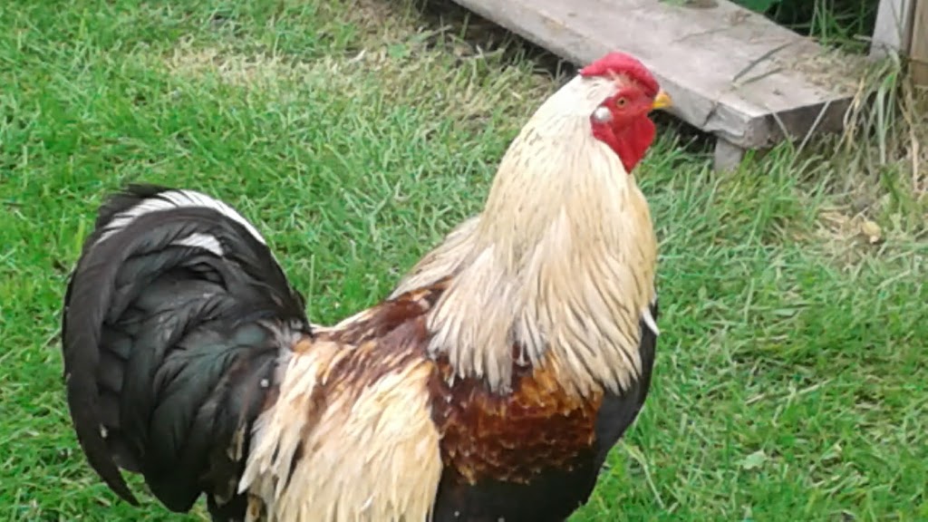 Raymond Vanderkruys Farm | 1959 Sideroad 9 & 10 Sunnidale, Stayner, ON L0M 1S0, Canada | Phone: (705) 424-6071
