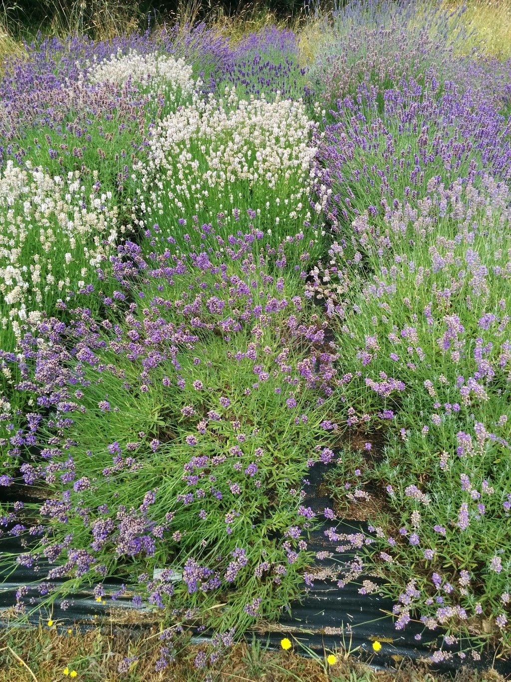 Sacred Mountain Lavender | 401 Musgrave Rd, Salt Spring Island, BC V8K 1V5, Canada | Phone: (250) 653-2315