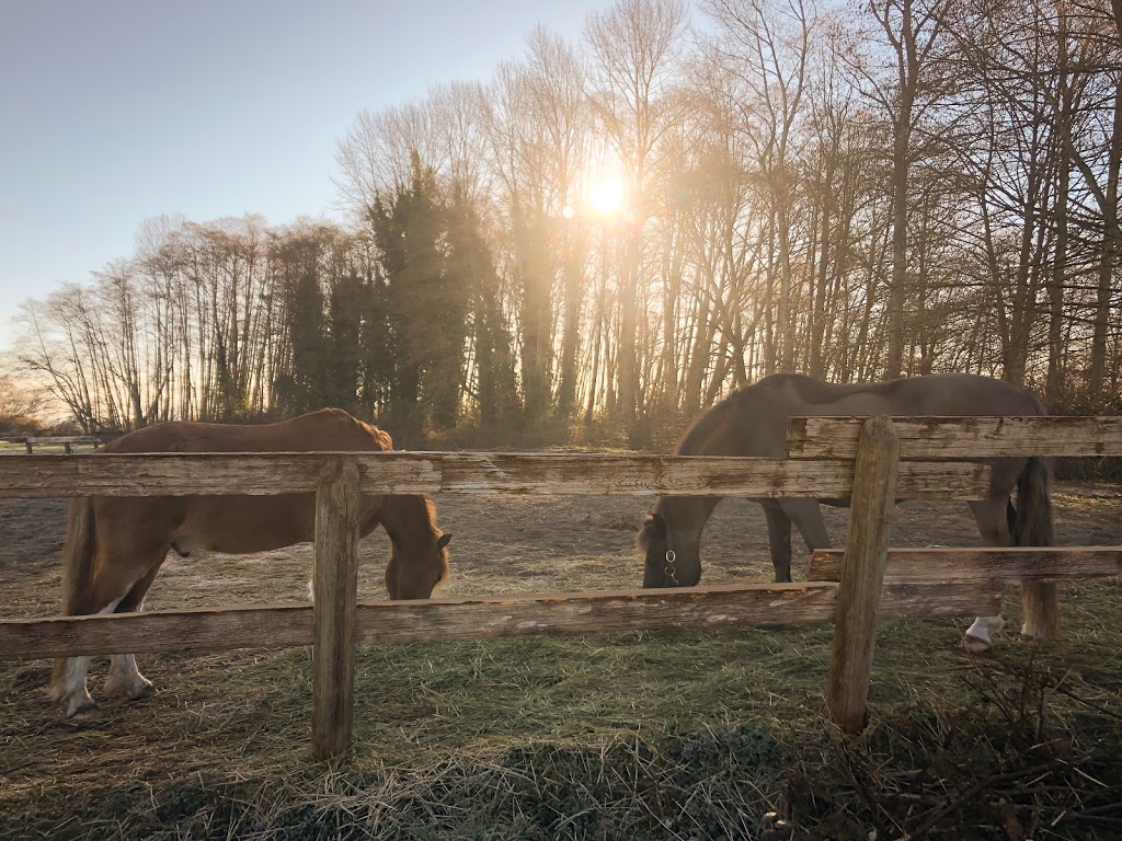 Riverside Equestrian Centre Inc | 13751 Garden City Rd, Richmond, BC V7A 2S5, Canada | Phone: (604) 271-4186