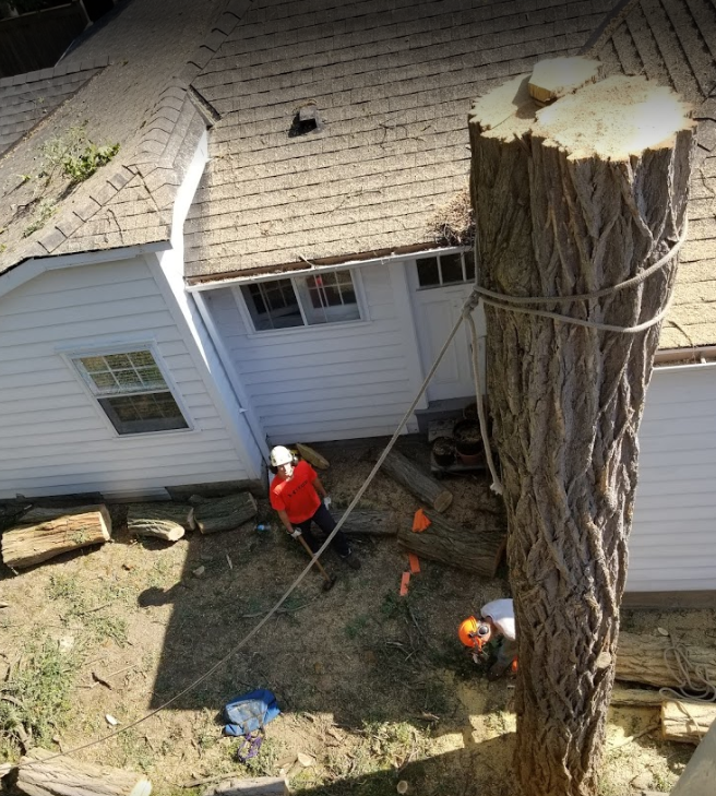 Beaver Tree Removal | 119 Guest Ct, St. Marys, ON N4X 1E5, Canada | Phone: (519) 857-8215