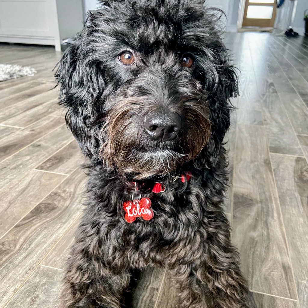 Goldendoodle Rive Nord | 334 Rue Sherbrooke, Sainte-Thérèse, QC J7E 2C7, Canada | Phone: (514) 436-6689