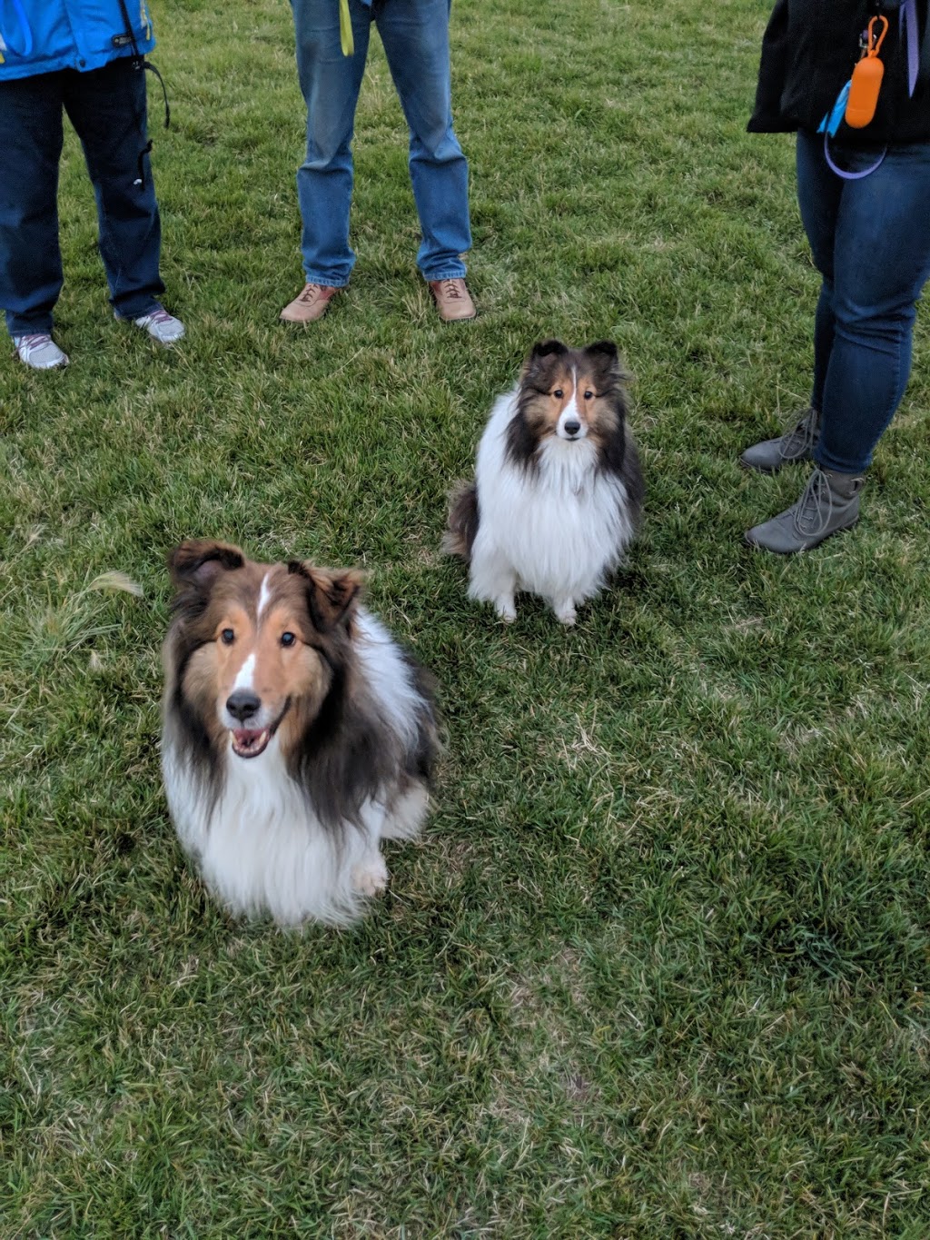 Devonshire Village Dog Park | Cal Gardner Dr, Winnipeg, MB R2C 4M4, Canada