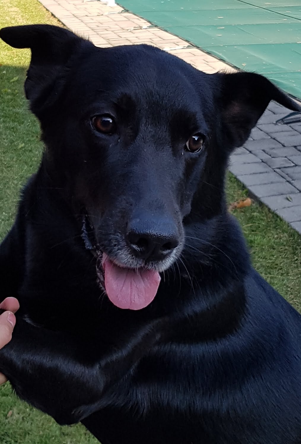 Paulmacs Pets | 25 Doxsee Ave S Unit #3, Campbellford, ON K0L 1L0, Canada | Phone: (705) 653-5412