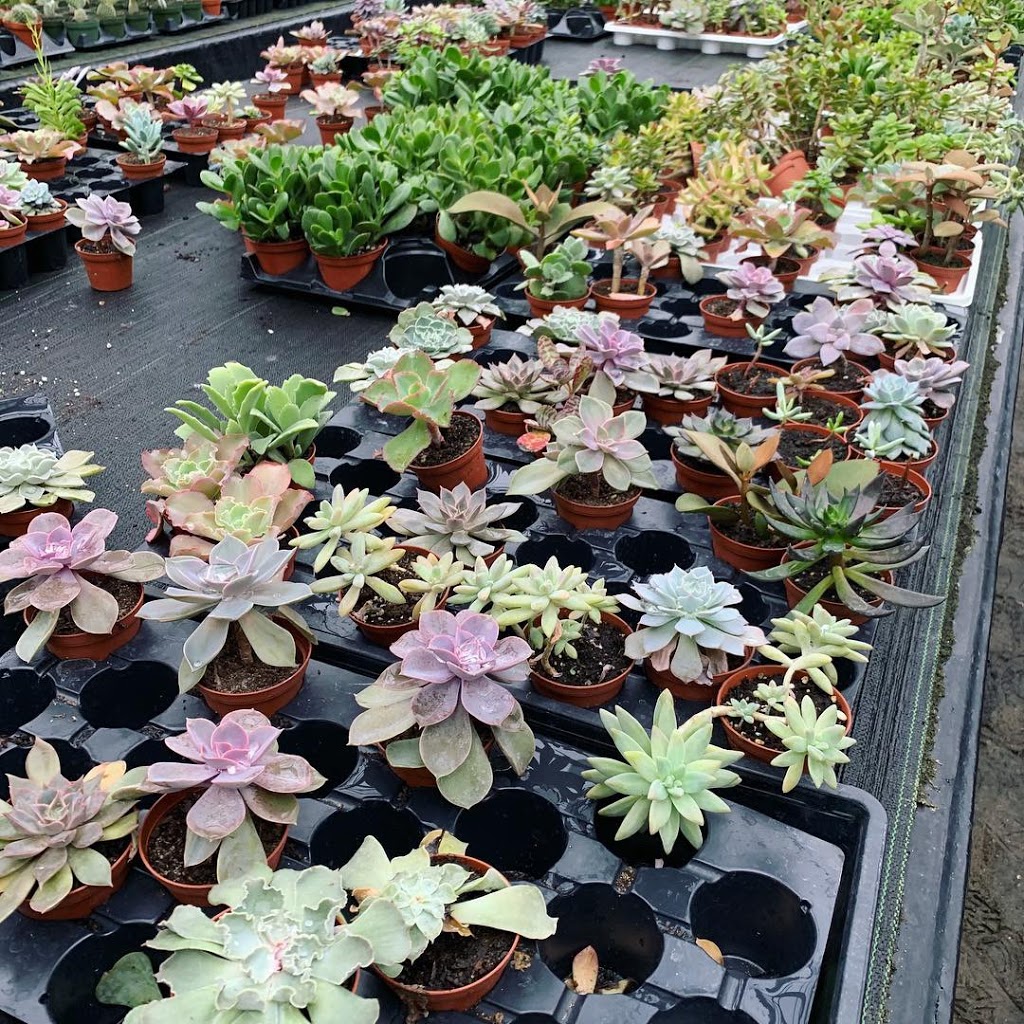 Sharples Greenhouses Garden Gallery | 2136 Upper James St, Mount Hope, ON L0R 1W0, Canada | Phone: (905) 679-4192