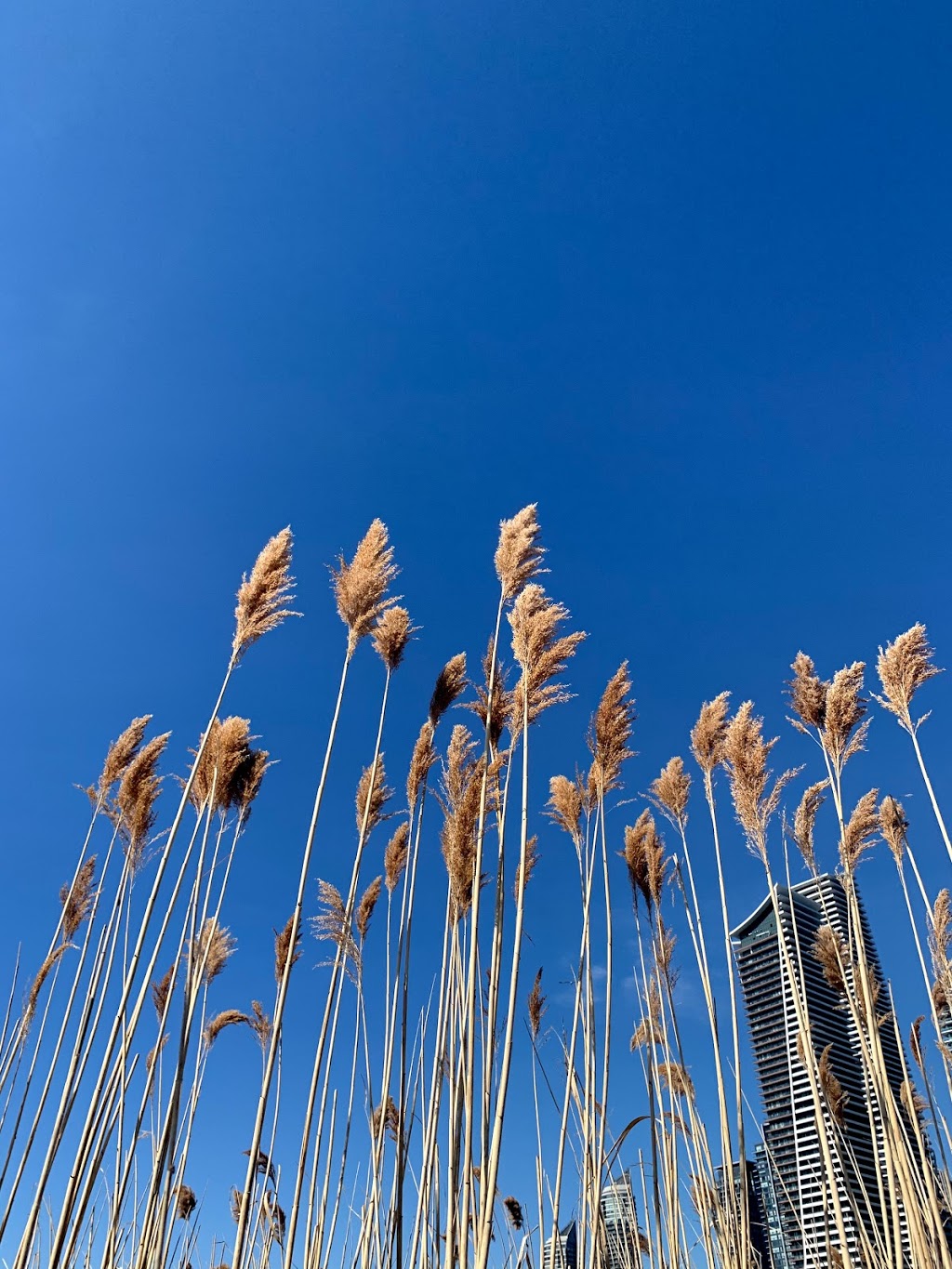 CondoTeamToronto Humber Bay Keller Williams Portfolio | 2121 Lake Shore Blvd W, Etobicoke, ON M8V 4E9, Canada | Phone: (647) 888-3358