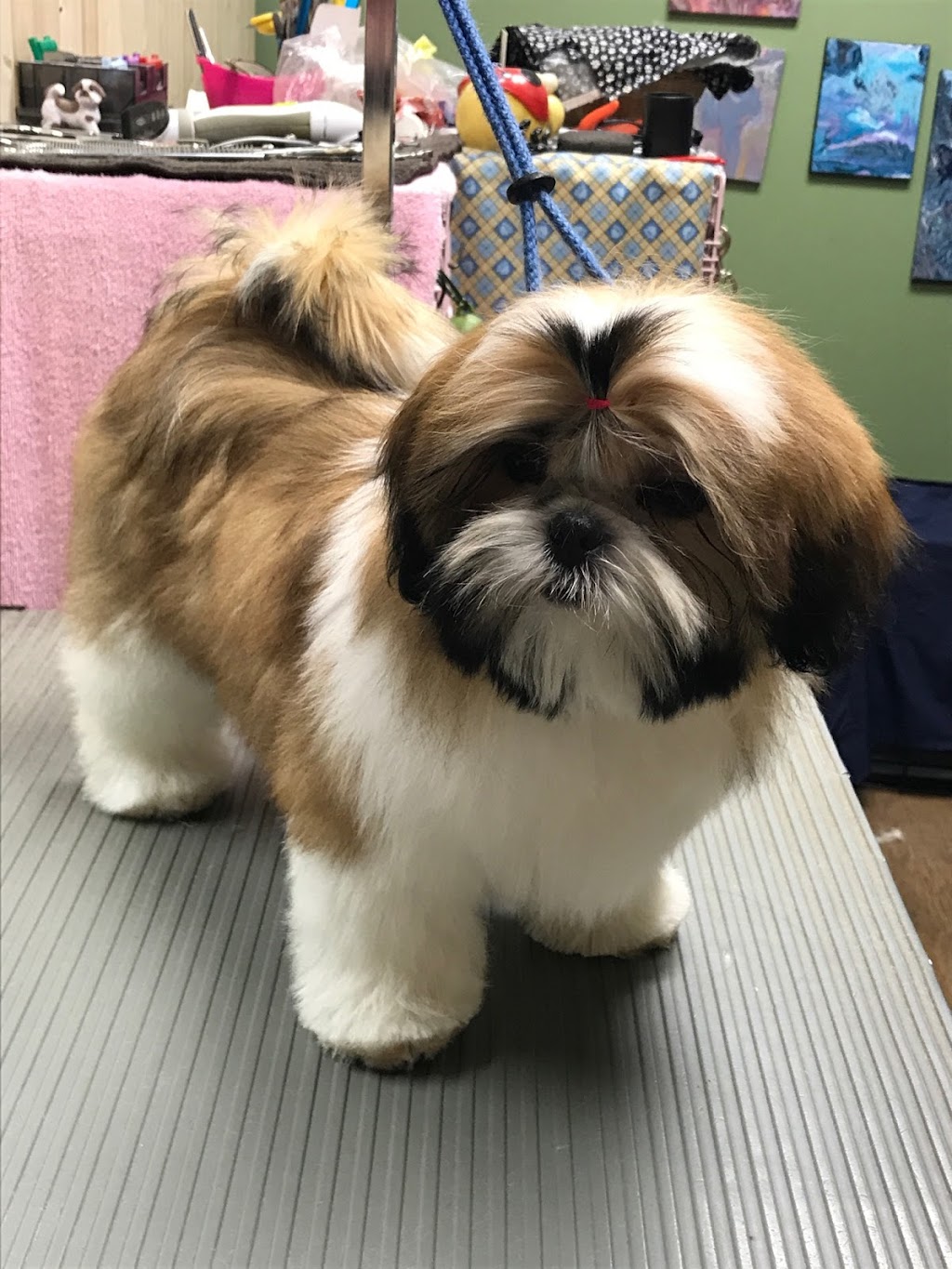 Halos Shih Tzu n Furry Angels Grooming | 1051 Feeners Corner Rd, Upper Northfield, NS B4V 5A6, Canada | Phone: (902) 543-7159