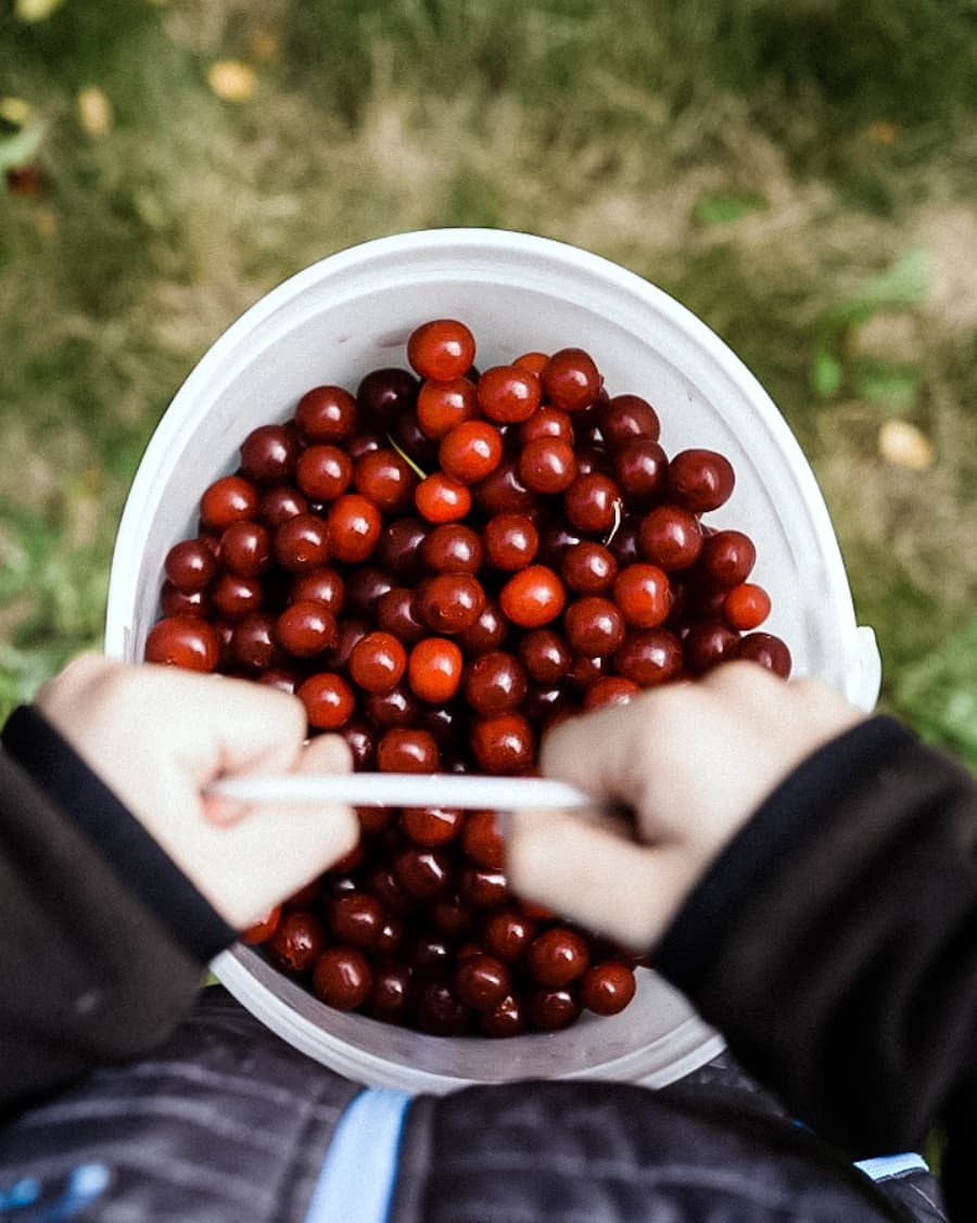 Bruno Cherry Sunday (Festival) | Ursuline Ave, Bruno, SK S0K 0S0, Canada | Phone: (306) 369-2514