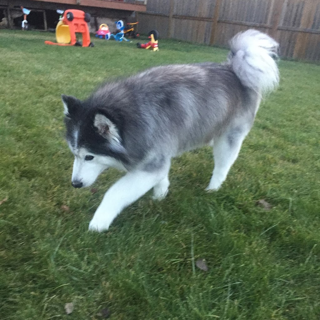 Paws 2 Claws Pet Salon | 2522 210 St, Bellevue, AB T0K 0C0, Canada | Phone: (403) 562-2002