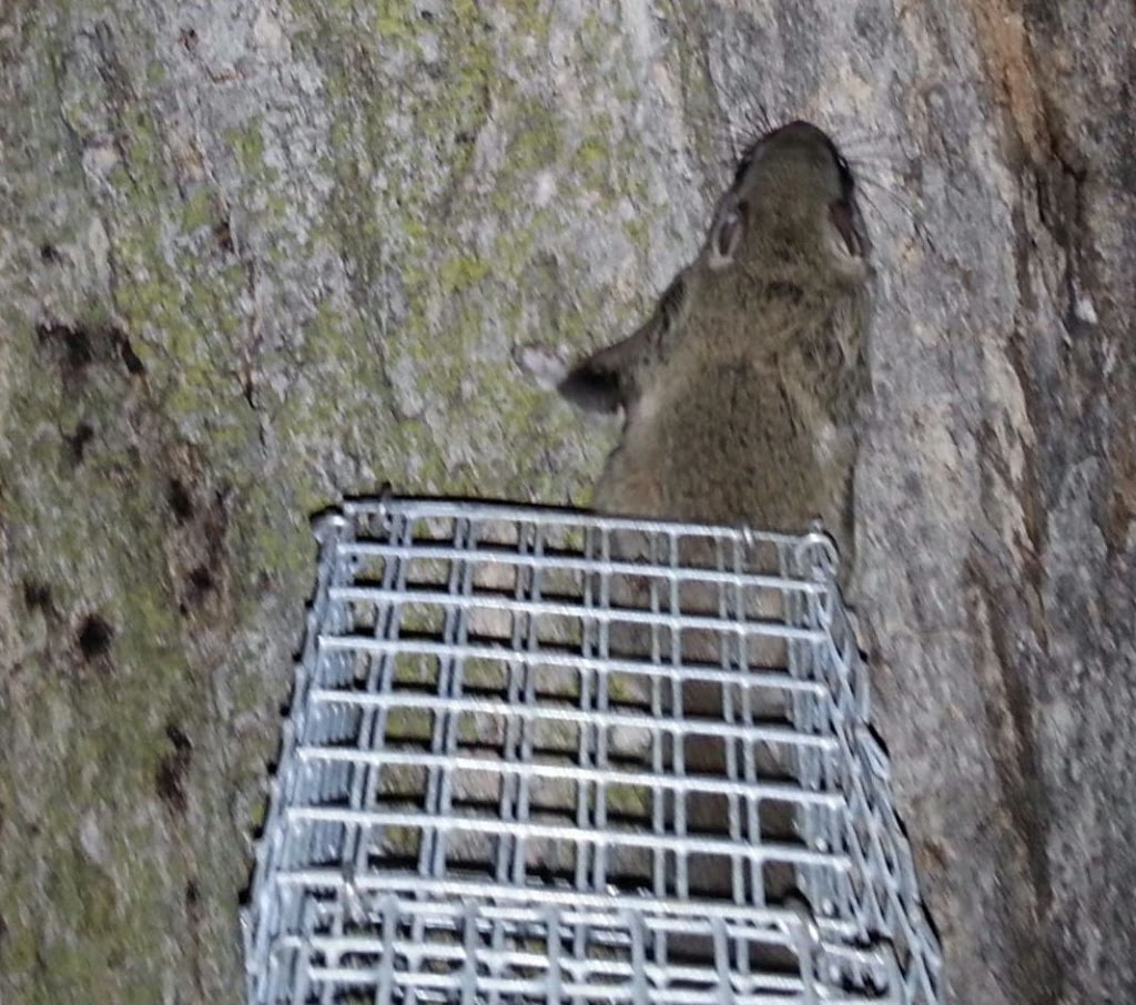 Toronto Animal Exterminator | 873 Jane St, York, ON M6N 4C4, Canada | Phone: (647) 670-0726
