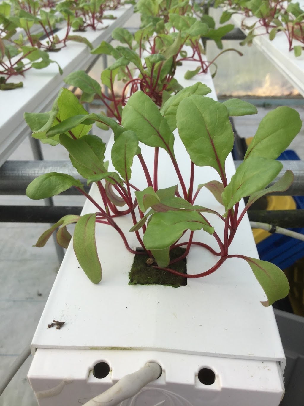Grafton Greenhouse Greens | 2124 Black Rock Rd, Waterville, NS B0P 1V0, Canada | Phone: (902) 471-2828