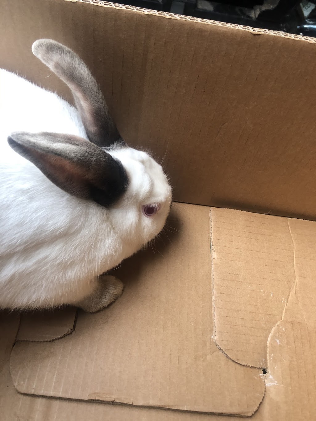 Thumpers Valley Rabbity | 216 Cooper Rd, Madoc, ON K0K 2K0, Canada | Phone: (613) 661-4017