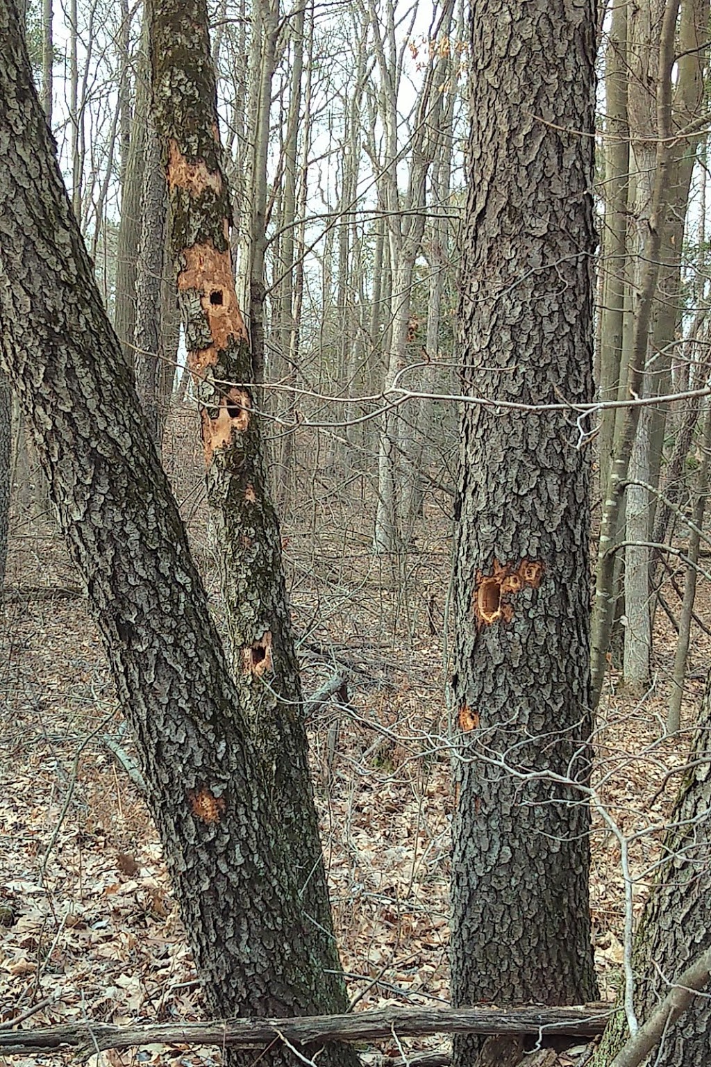 Forested Dunes Nature Reserve | Lambton Shores, ON N0M 2L0, Canada