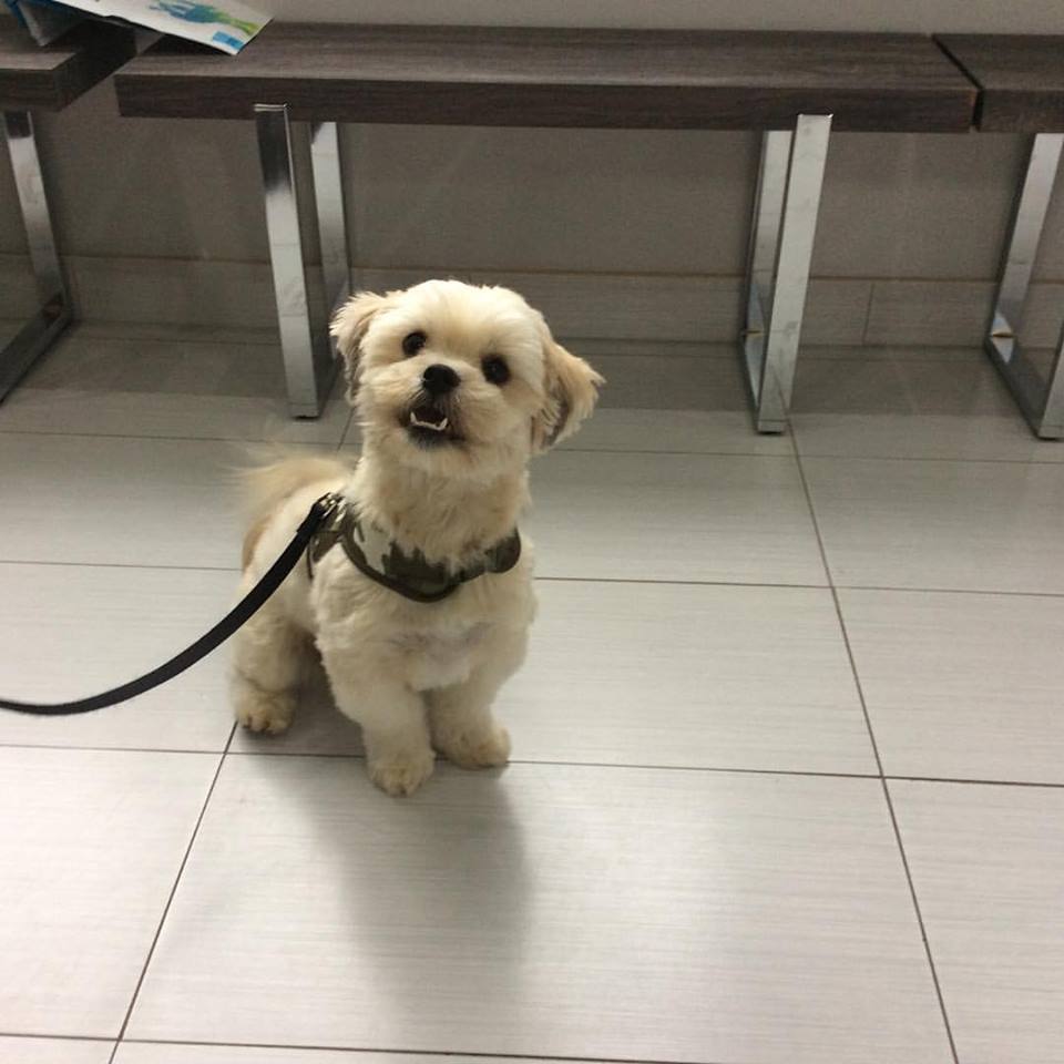 Lacoste Animal Hospital | 50 Lacoste Blvd #117, Brampton, ON L6P 3Z8, Canada | Phone: (905) 913-8888