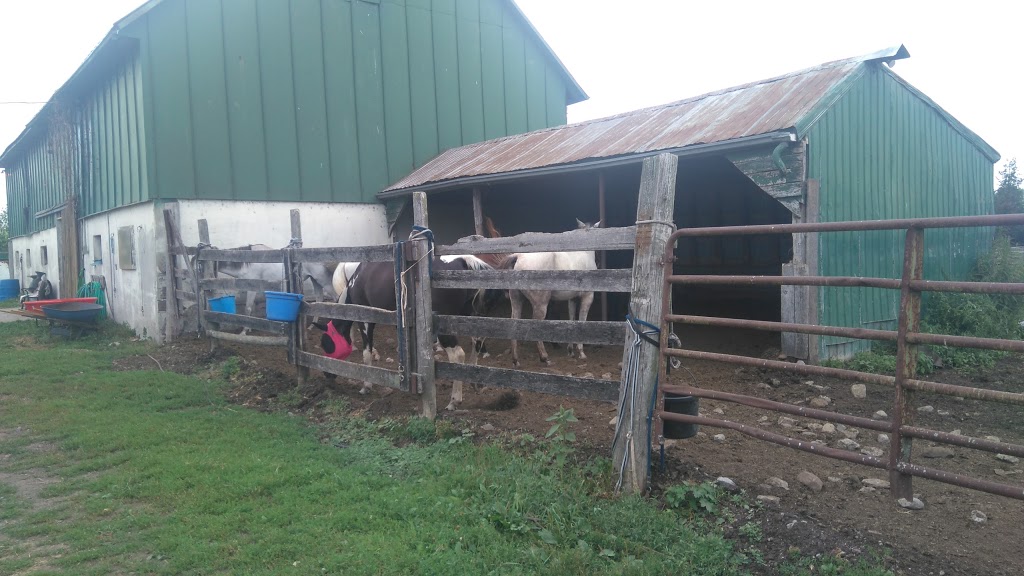Tanglewood Farm | 31 Zufelt Rd, Consecon, ON K0K 1T0, Canada | Phone: (613) 392-8239