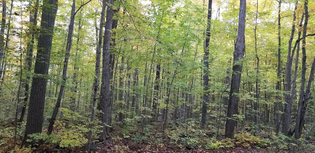 Carthew Bay Nature Reserve | 2501 Lakeshore Rd E, Hawkestone, ON L0L 1T0, Canada