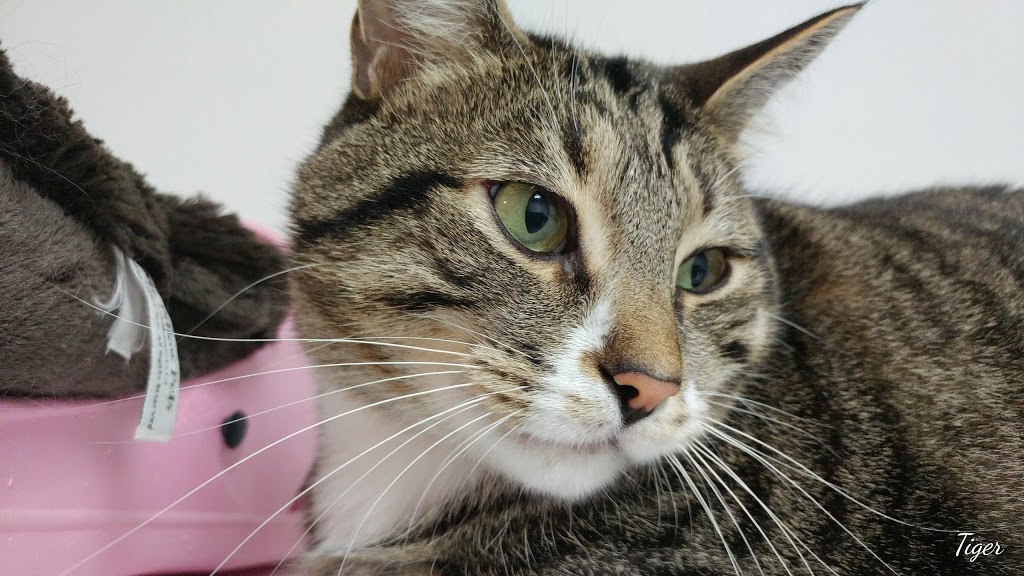 S.O.S. Minou et Pitou | 69 Chemin Saint-François-Xavier, Candiac, QC J5R 4V4, Canada | Phone: (450) 632-0011