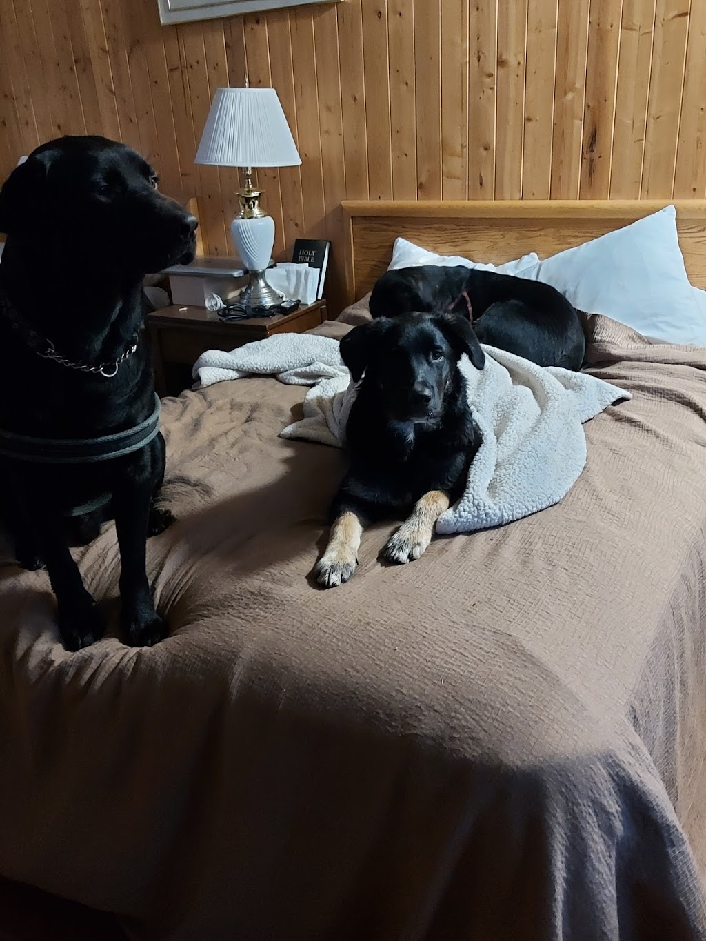 Wildwood Motel | 40 Minto St, Shelburne, NS B0T 1W0, Canada | Phone: (902) 875-2964