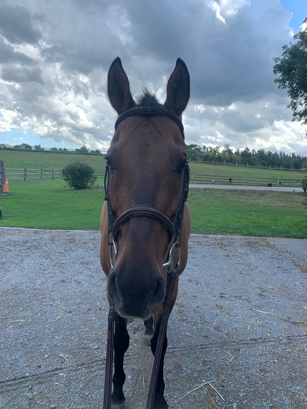 Whitchurch Equestrian | 19480 McCowan Rd, Mount Albert, ON L0G 1M0, Canada | Phone: (416) 427-9338
