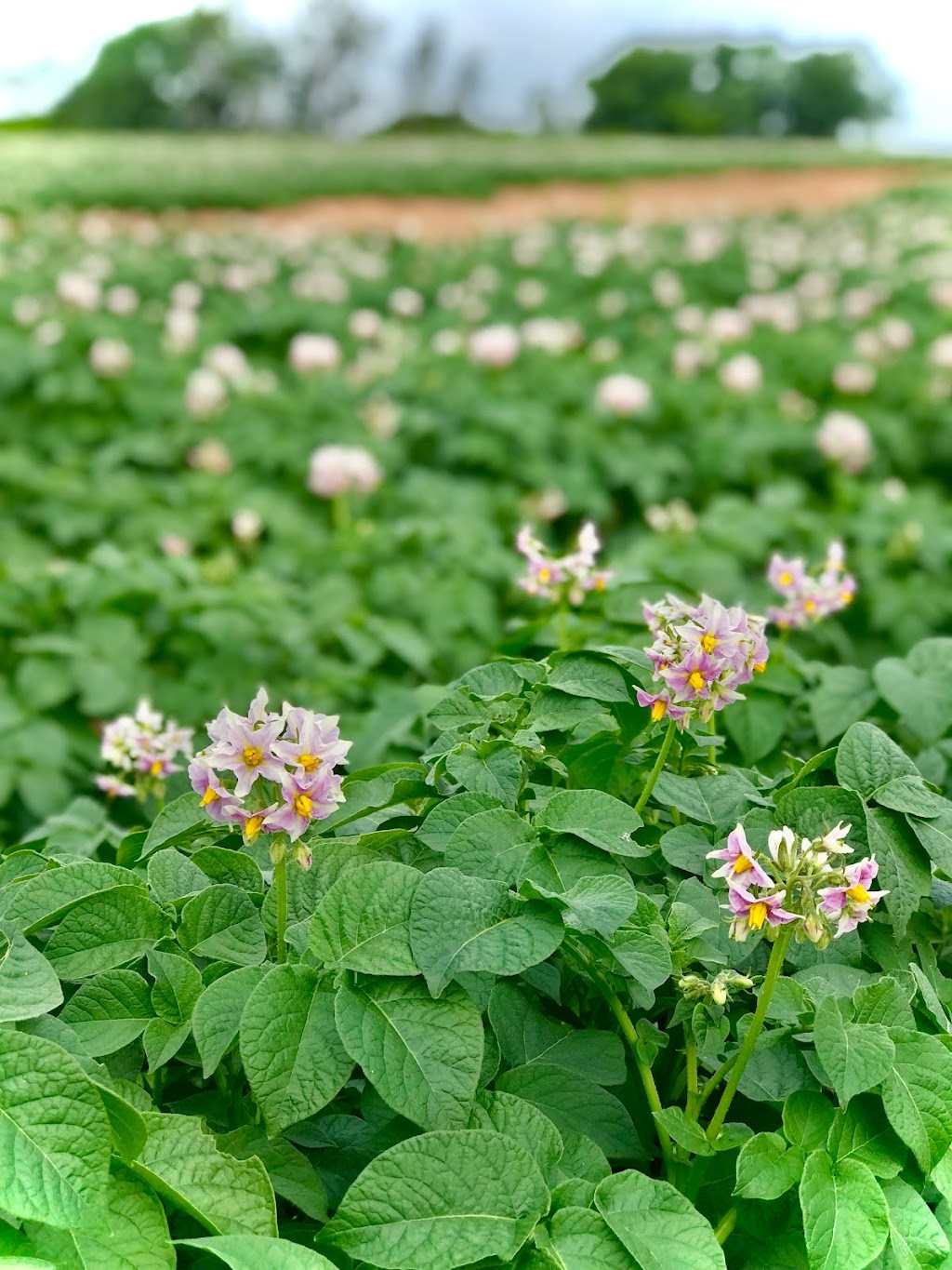 PEI Potato Blossom Festival Inc | OLeary Rd #454, OLeary, PE C0B 1V0, Canada | Phone: (902) 726-3300