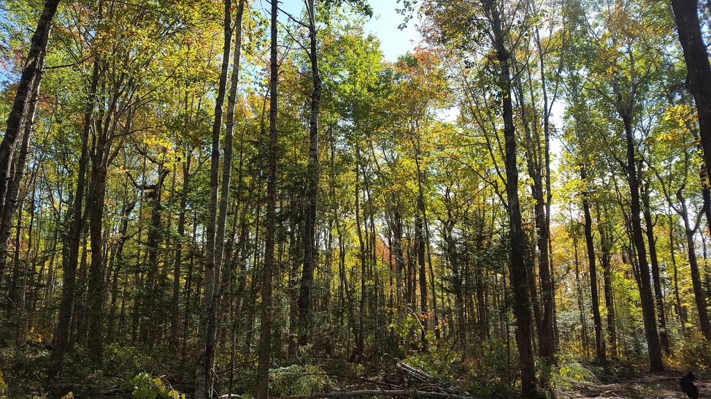 NORTH NOVA FOREST OWNERS CO-OP LTD | 11986 NS-4, Wentworth, NS B0M 1Z0, Canada | Phone: (902) 548-2400
