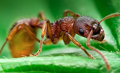 Extermination Bestia Lanaudière | 620 Route de Sainte Béatrix, Saint-Alphonse-Rodriguez, QC J0K 1W0, Canada | Phone: (450) 755-0658