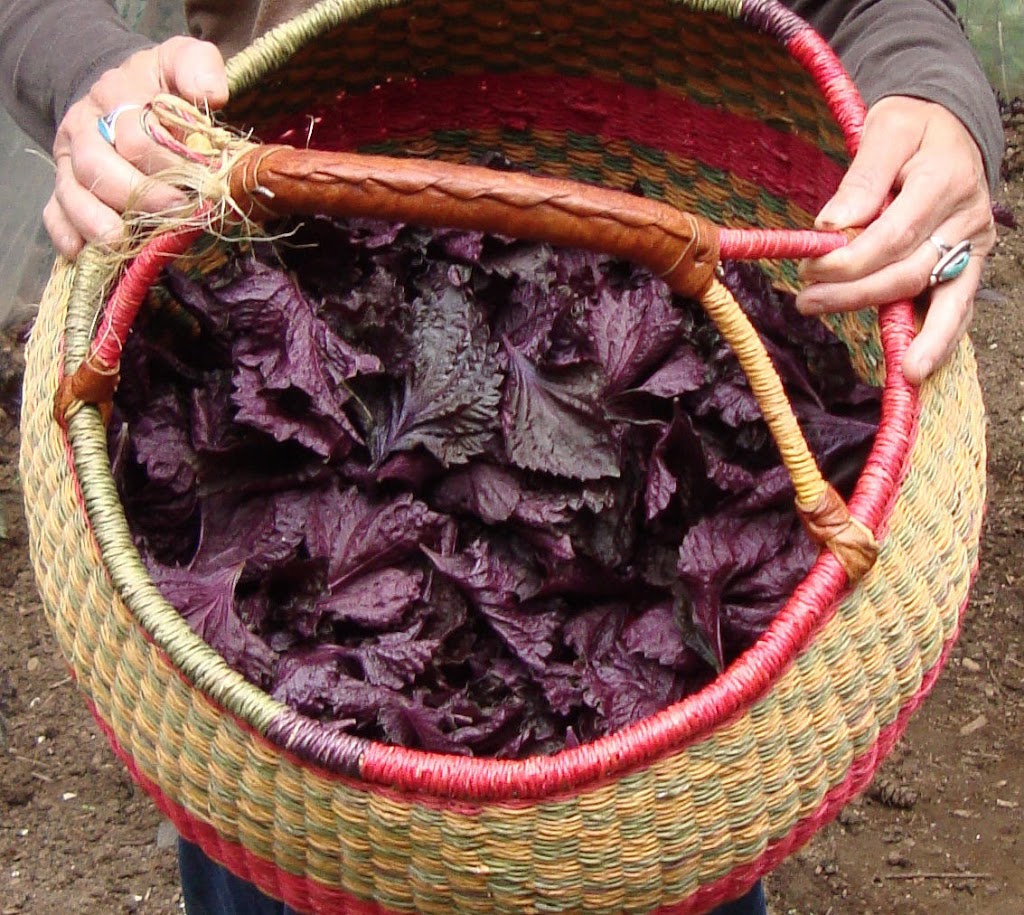 Tree Frog Farm | 3679 Sunrise Rd, Lummi Island, WA 98262, USA | Phone: (360) 758-7260