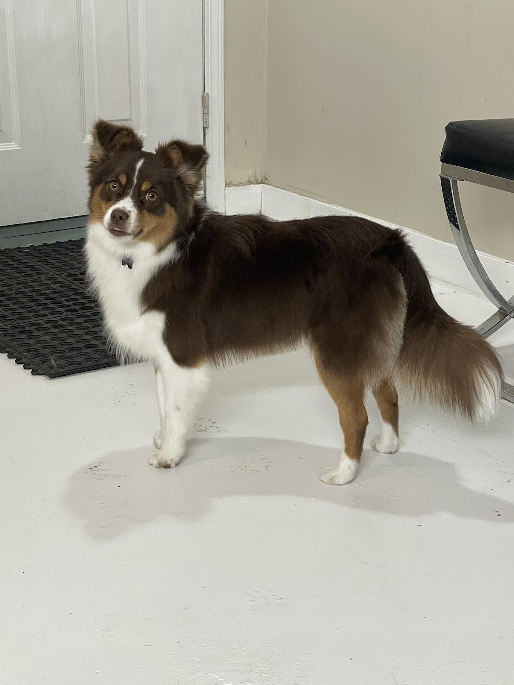 Top knotch companion dog grooming | 404 2 Ave, Keoma, AB T4A 1G6, Canada | Phone: (403) 700-8486