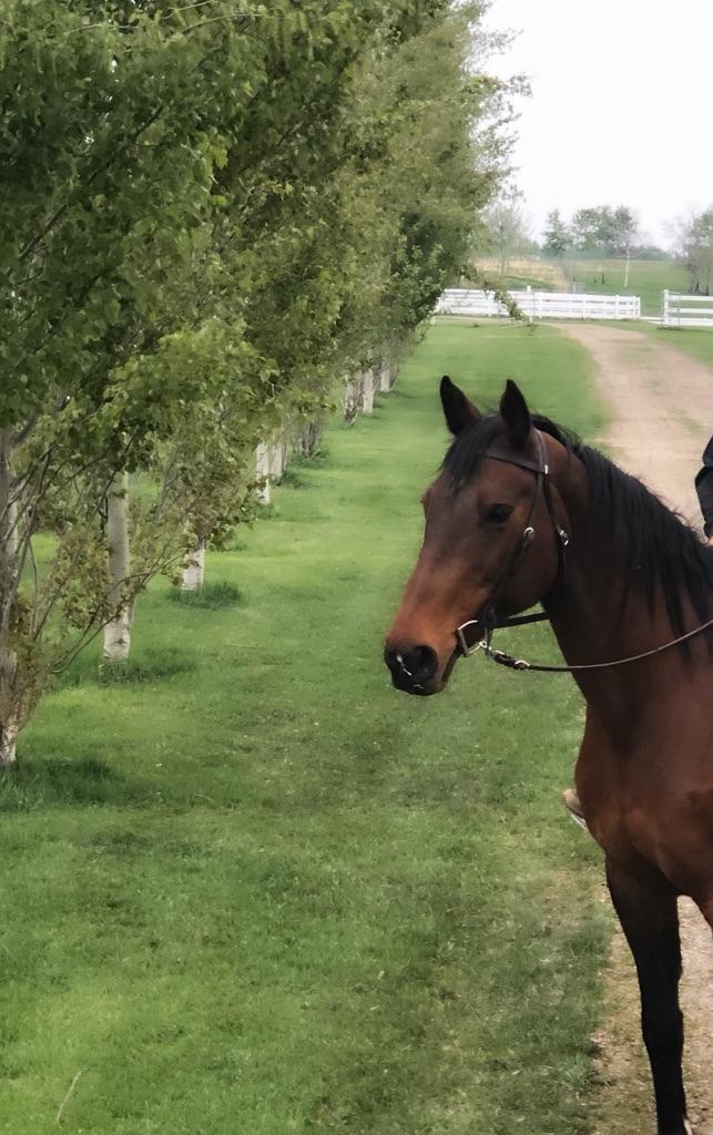 Higher Ground Horse Boarding | 52161 Range Rd 220, Sherwood Park, AB T8E 1B8, Canada | Phone: (780) 905-9333