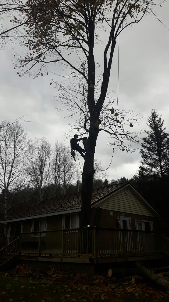 Barks Tree Service | 46 Eder Trail, Minesing, ON L9X 0G8, Canada | Phone: (705) 770-7498