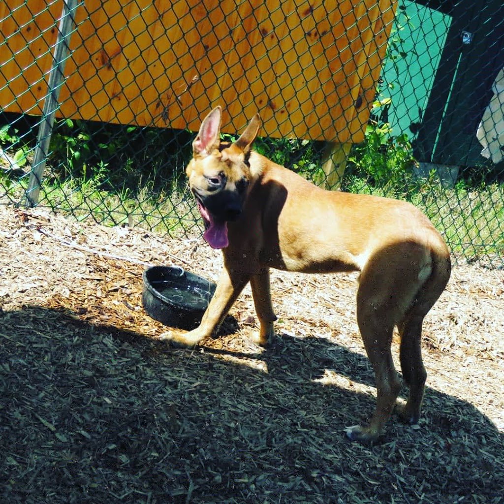 Petsafe Kingdom Dog Park | 299 T-34, Derby, VT 05829, USA